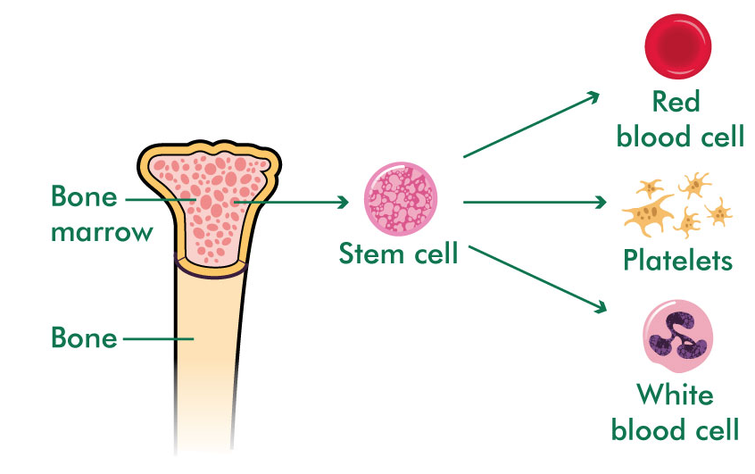 cells in the bone marrow shown